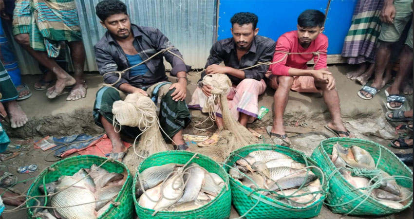 সোনাগাজীতে দুই মন চোরাই মাছসহ তিন চোর গ্রেপ্তার