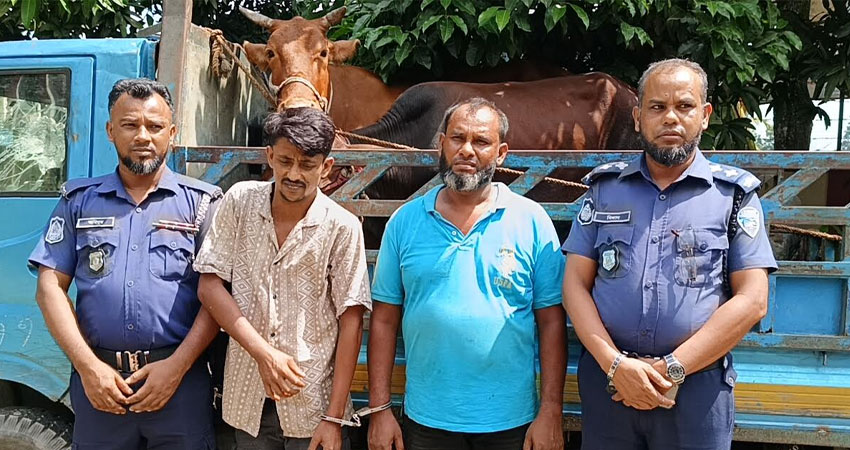 মতলব উত্তরে চোরাই গরু ও পিকআপসহ ২ চোর আটক
