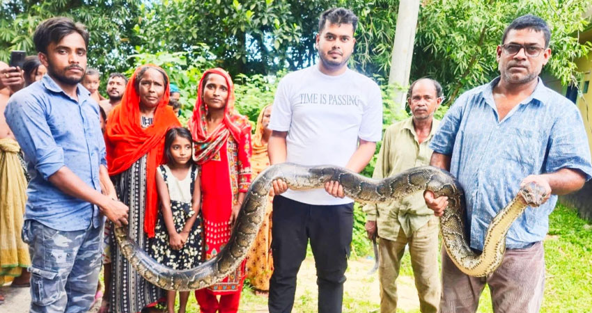 শ্রীমঙ্গলে শ্মশানঘাটে ধরা পড়ল ১৪ ফুট লম্বা অজগর সাপ