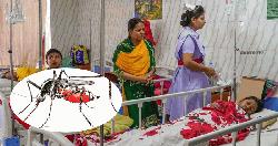 গত ২৪ ঘন্টায় ডেঙ্গু আক্রান্ত হয়ে হাসপাতালে ভর্তি ৫২
