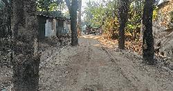 গোয়াইনঘাটে গাছের জন্য আটকে আছে রাস্তার উন্নয়ন কাজ