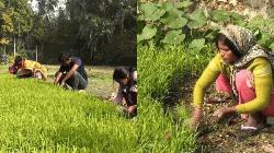 বাকেরগঞ্জে আমন ধান ঘরে তুলতেই বোরো ধান চাষে ব্যস্ত কৃষক-কৃষাণীরা