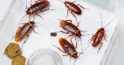 রাসায়নিক ছাড়াই ঘর থেকে তেলাপোকা দূর করার উপায় জানুন