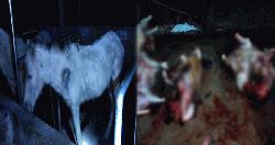 কাপাসিয়ায় রাতের আঁধারে ঘোড়া জবাই: এলাকায় চাঞ্চল্য, পালিয়েছে ব্যবসায়ীরা