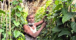 পান চাষে আগ্রহ হারাচ্ছে রাজবাড়ীর চাষিরা