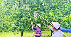 আম সংগ্রহ শুরু, চাষিদের মাঝে উৎসবের আমেজ
