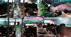 ঈদ সামনে রেখে মতলব উত্তরে দেশীয় খাবারে প্রস্তুত ২৬ কুরবানির গরু